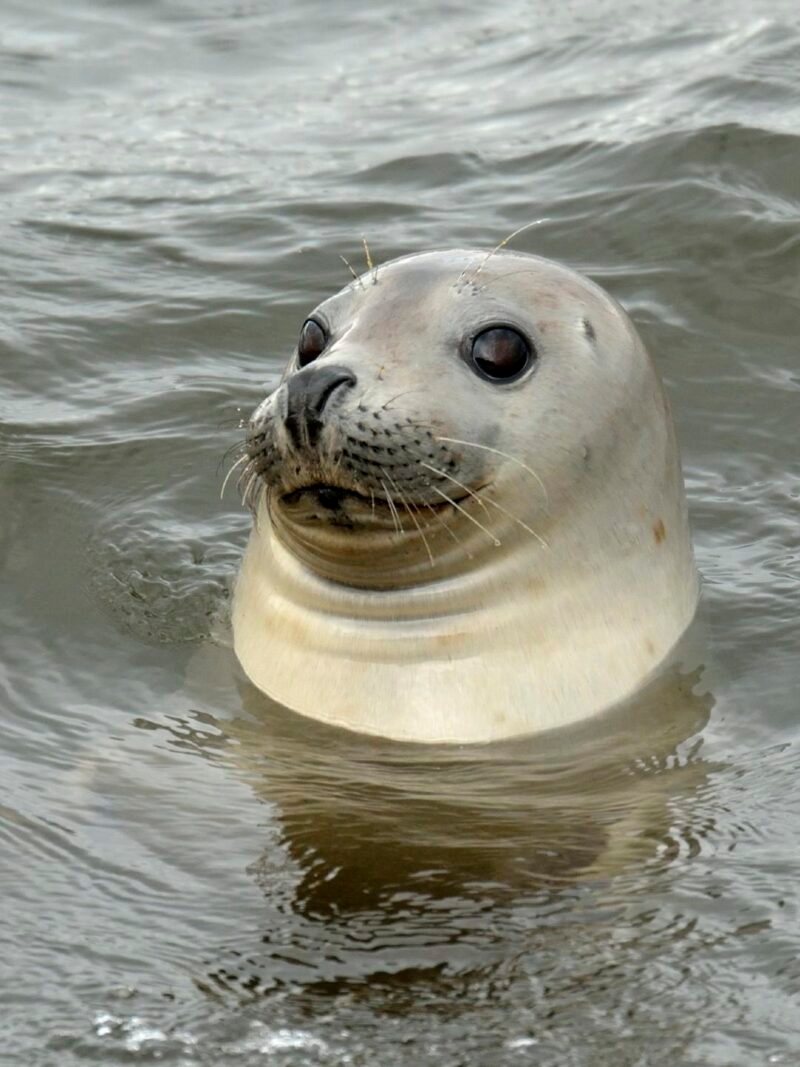 A grey harbor seal's head pops out of the dark, rippling water, staring forward, suggesting luxury Iceland trips.