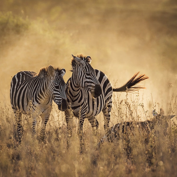 Luxury Kenya Safari Tours - two zebra in long grass
