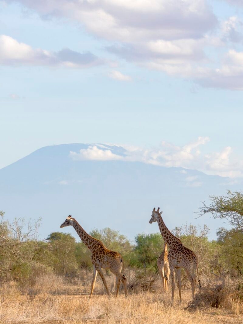 Luxury Kenya Safari Tours - Two giraffes standing in a grassy savanna with a large, distant mountain peak under a cloudy sky.