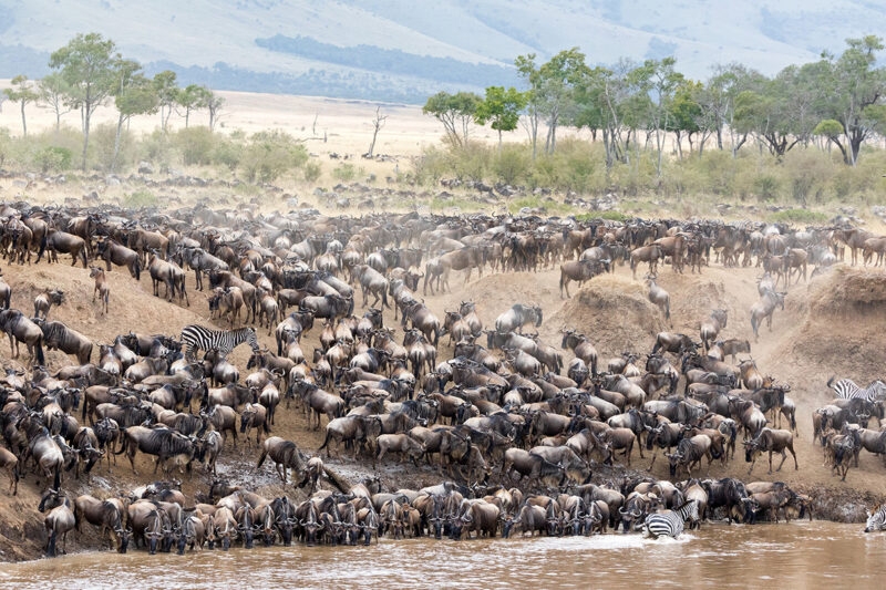 Luxury Kenya Safari Tours - Wildebeest and zebra on the banks of the Mara river