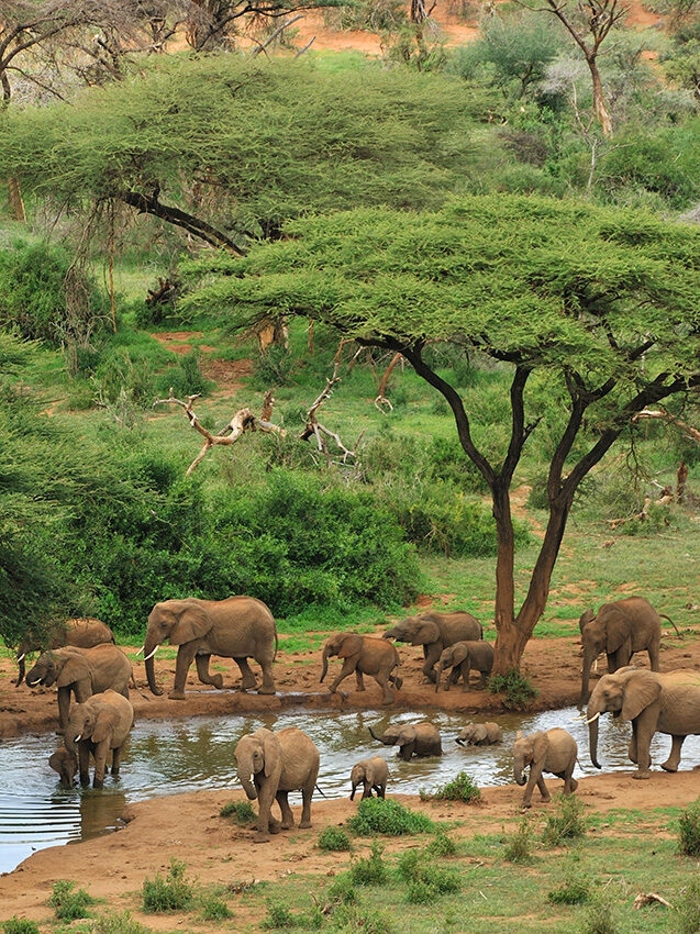 Luxury Kenya Safari Tours - Wide angle photograph of some grey elephants at a waterhole