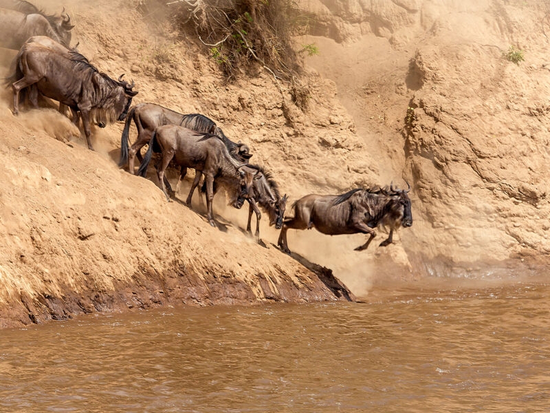 Luxury Kenya Safari Tours - A herd of wildebeest crossing a river in the Great Wildebeest Migration in Kenya
