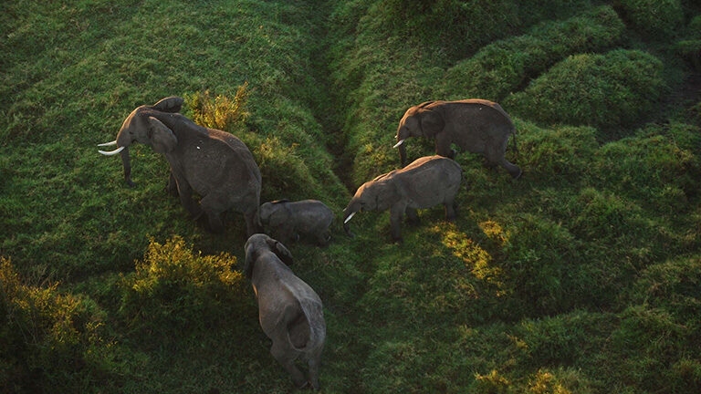 Luxury Kenya Safari Tours - Aerial view of a herd of elephants with a baby in the early morning sunshine in tall green grass