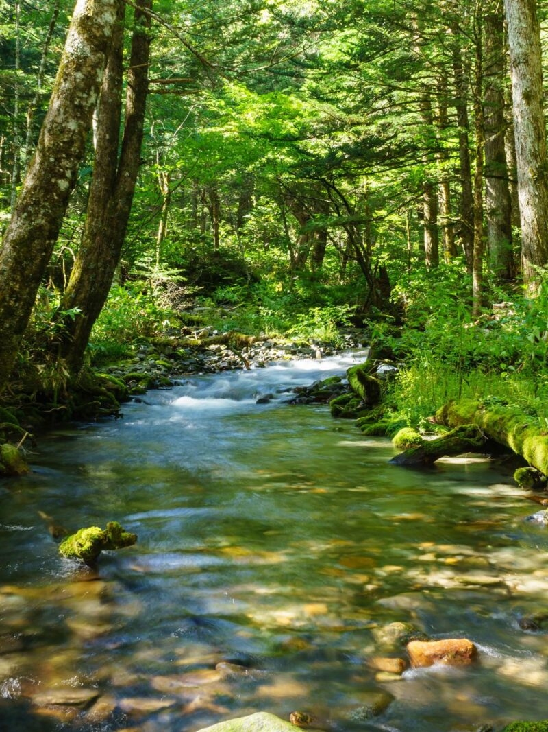 Private Japan Luxury Tours - A running mountain river in green forest in Japan