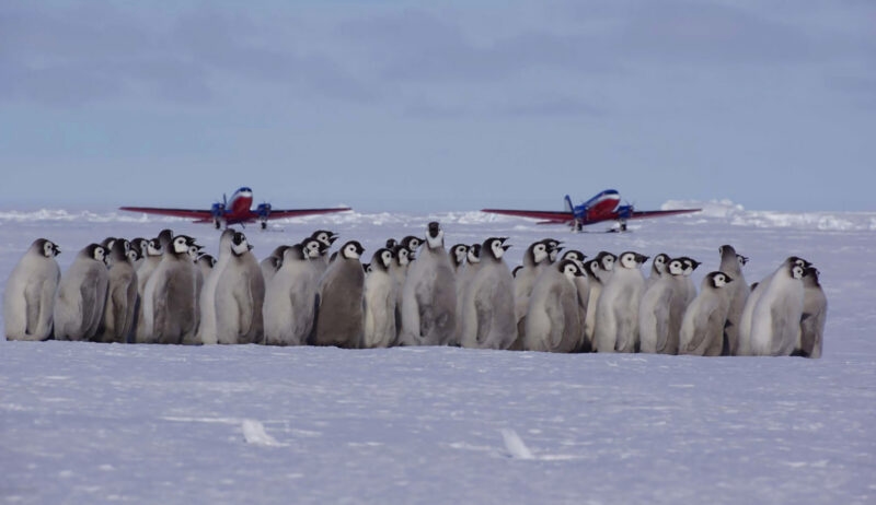 A large group of Emperor penguin chicks stands on the snow with two red and blue propeller airplanes in the background.