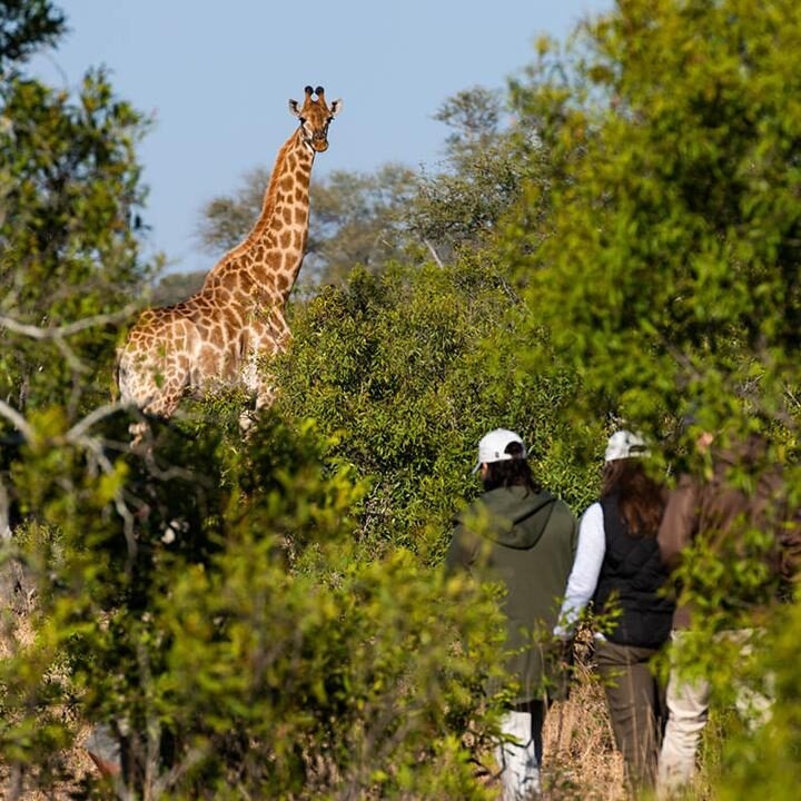 Luxury South African Safaris and Tours - Giraffe in the bush