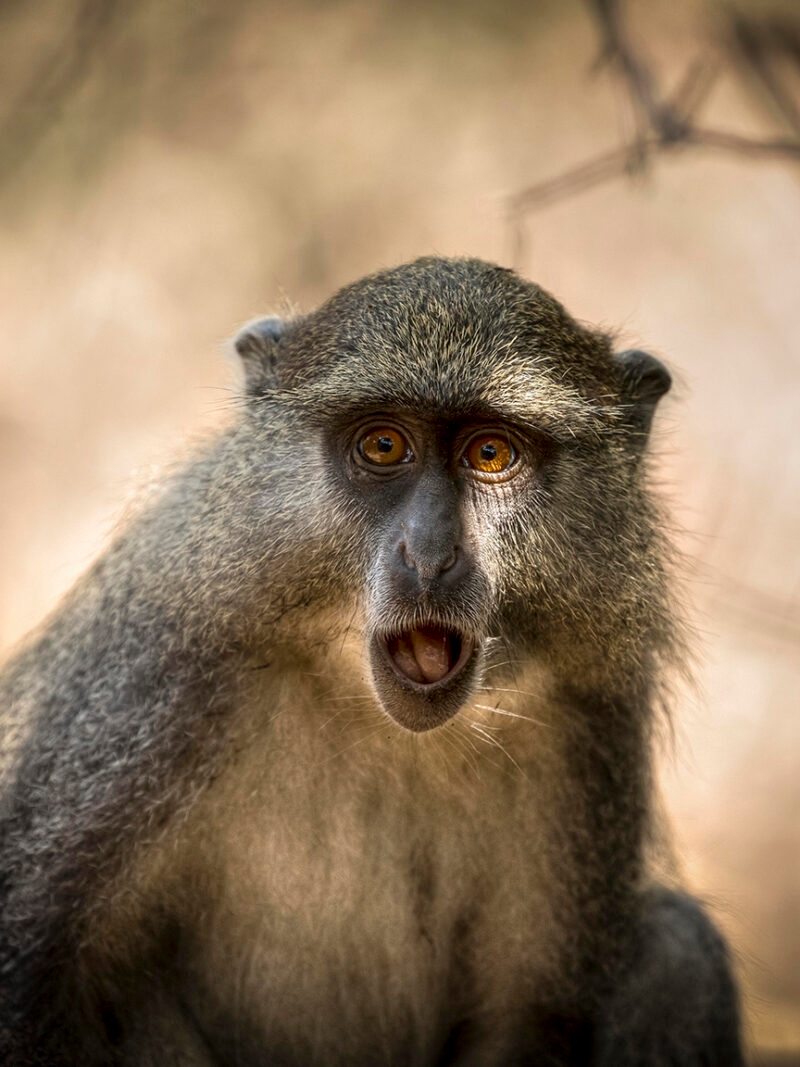 Luxury South African Safaris and Tours - A wild Samango monkey looks down the camera lens with a comically shocked expression
