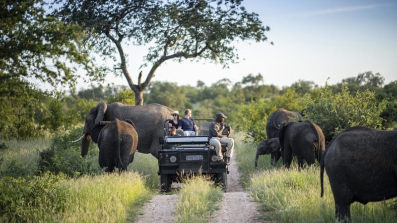 Luxury South African Safaris and Tours - A safari jeep with four people in watching a herd of African elephants as they graze on tall grass on the sides of the road