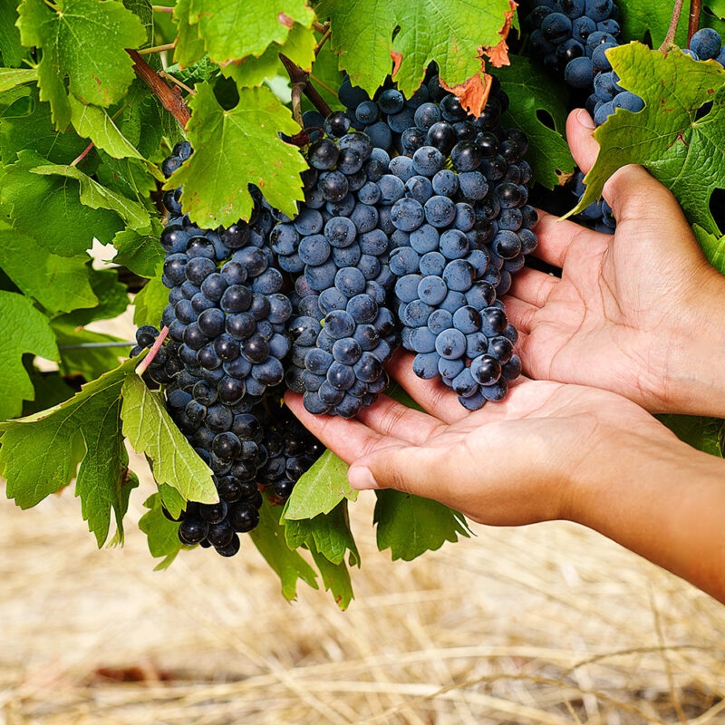 Luxury South African Safaris and Tours - human hands holding cabernet sauvignon pinotage bunches of grapes with green leaves Stellenbosch South Africa
