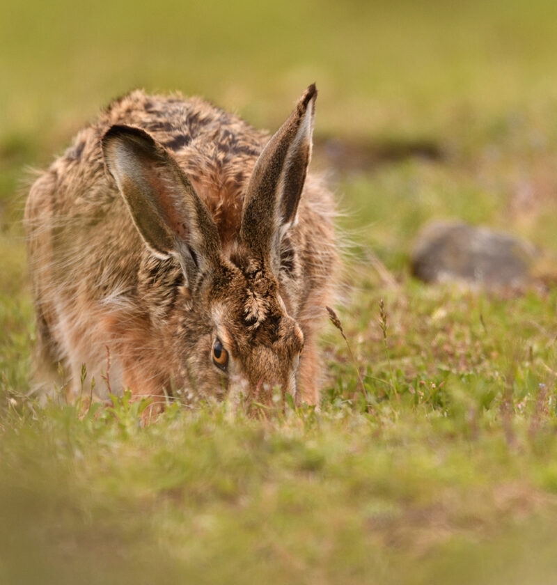 A wild hare grazing in short grass taken on a luxury Patagonia vacation