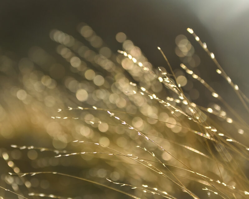 Close up of delicate grass in Patagonia on a luxury Patagonia trip