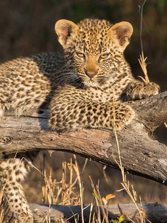 A close-up of a spotted leopard cub resting its paws on a tree limb in the wild.