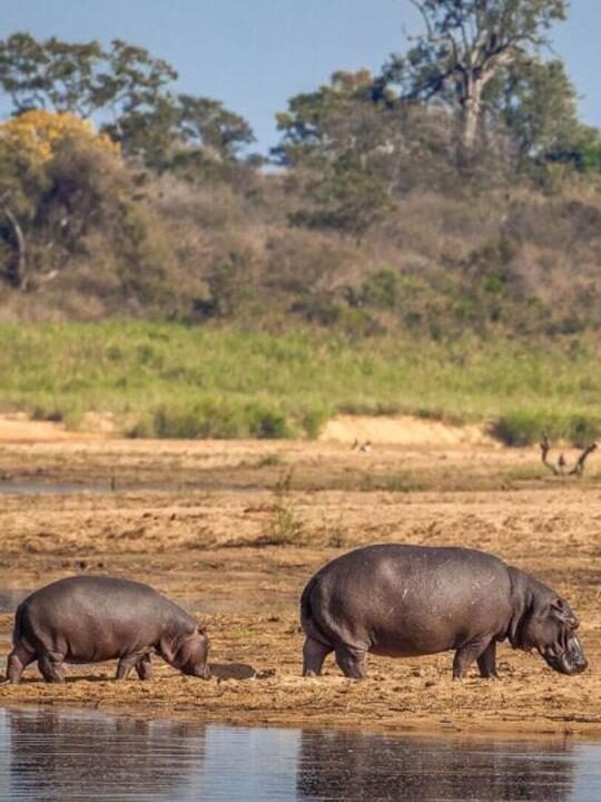 Two hippos by the water in the African wildnerness