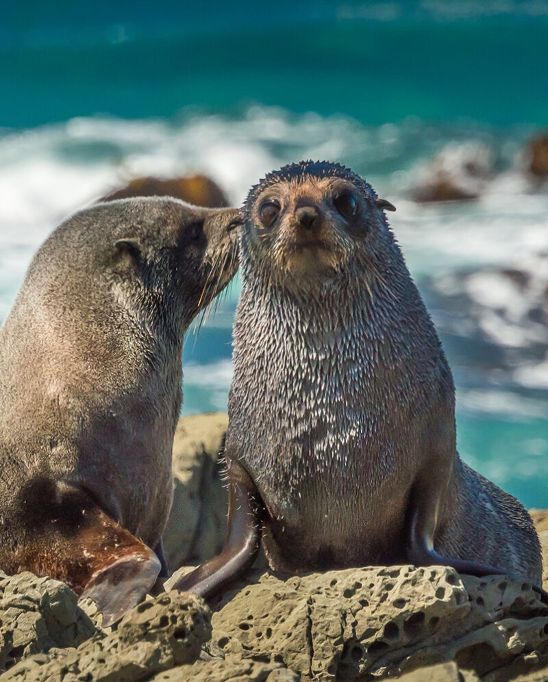 Two New Zealand fur seals on rocks with blue ocean waves behind them during luxury New Zealand trips.