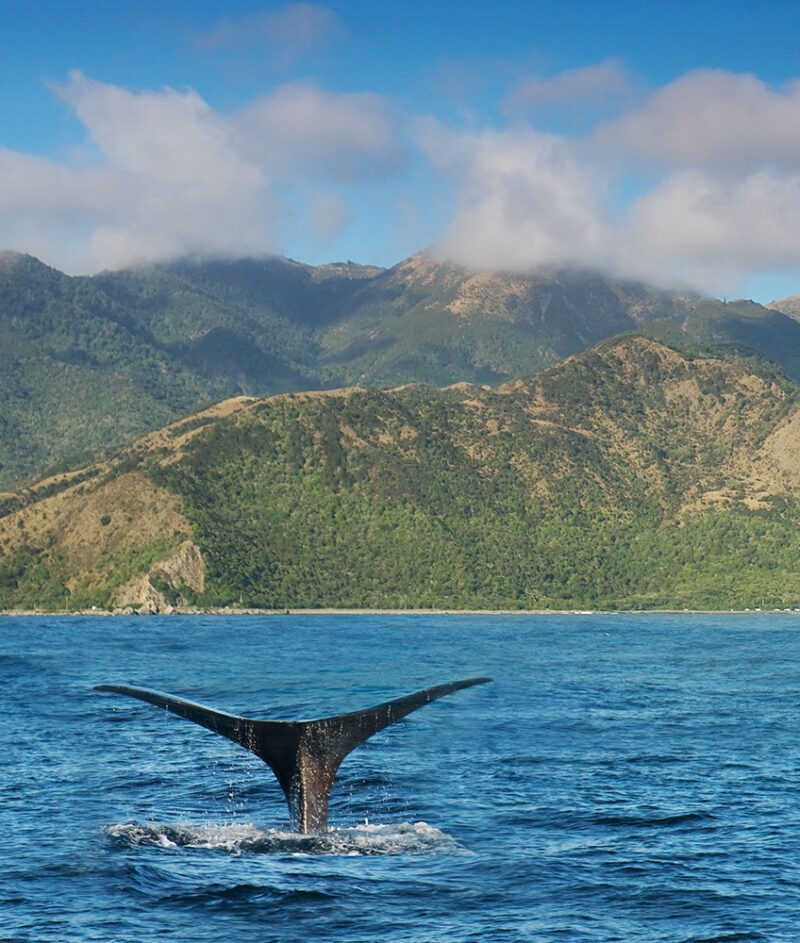 Jacada New Zealand - A whale dives into the sea off the Kaikoura coast, a popular location for whale-watching tours