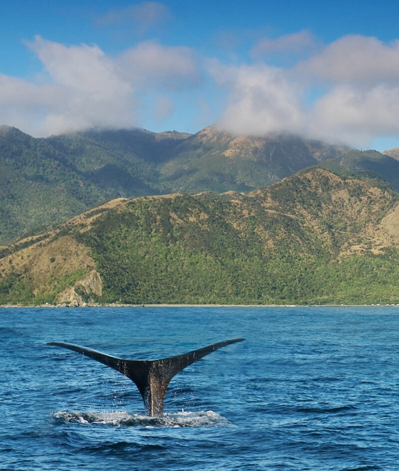 A whale tail flukes above the water with green mountains in the background during luxury New Zealand trips.