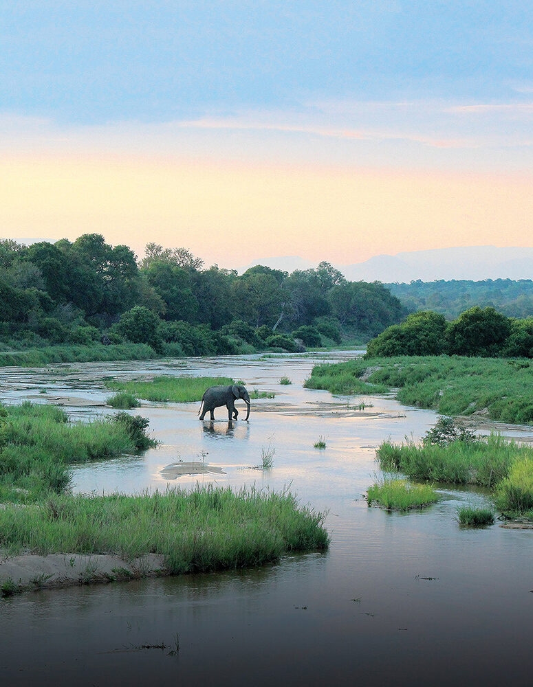 An elephant walks across a wide, shallow river in a grassy landscape at dusk.