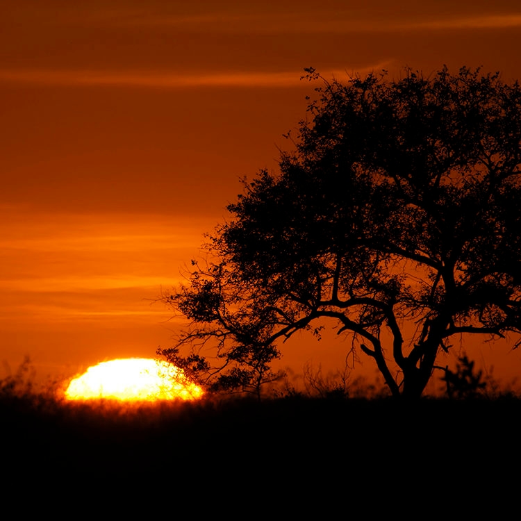Silhouetted tree against a vibrant orange sunset during luxury Sabi Sands safaris.