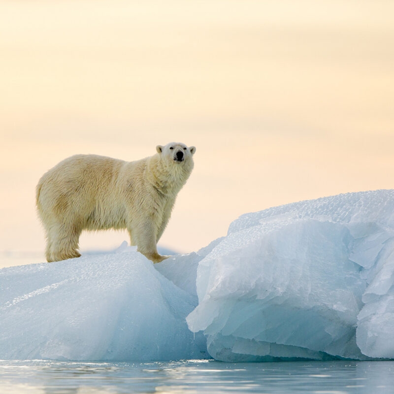 A polar bear standing on a blue iceberg under a pale sky, viewed during luxury Polar trips.