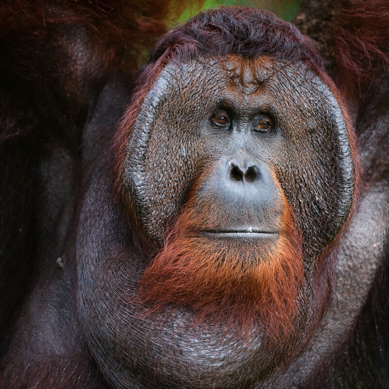 Jacada Indonesia - Close up of the face of a wild orangutang