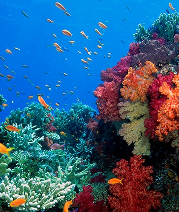 Bright orange tropical fish swimming near colorful coral reefs during luxury South Pacific tours.