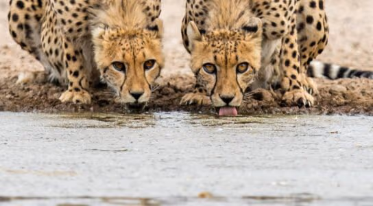 Spot cheetah on the move preview image