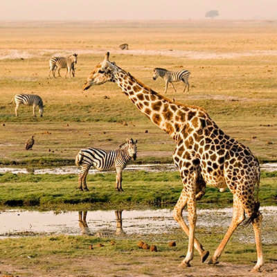 A giraffe in the foreground walks past a waterhole with four zebras grazing in the distance.