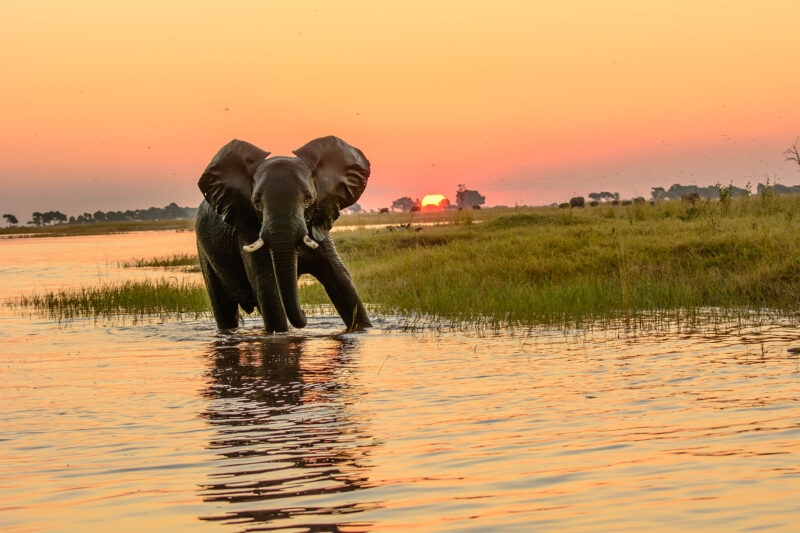 An elephant stands in a river during a vibrant orange and yellow sunset.