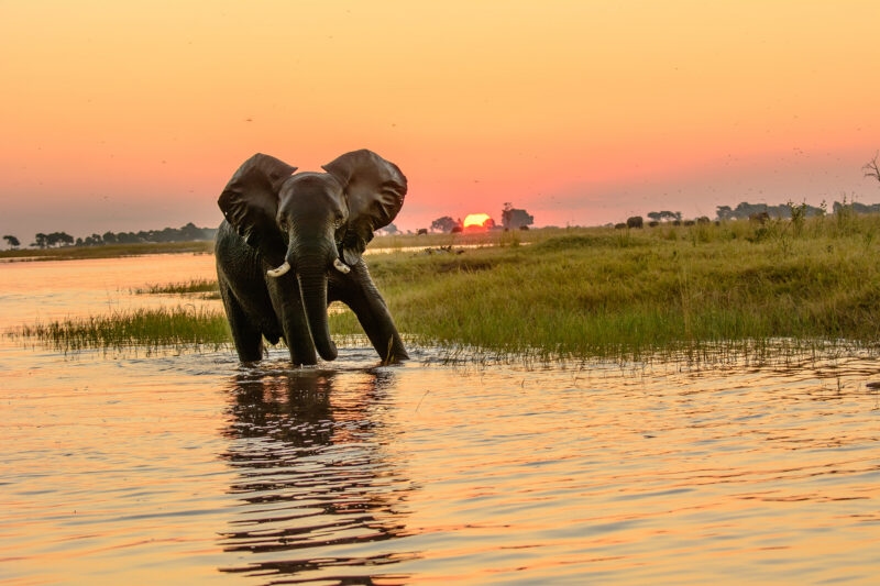 An elephant stands in a river during a vibrant orange and yellow sunset.