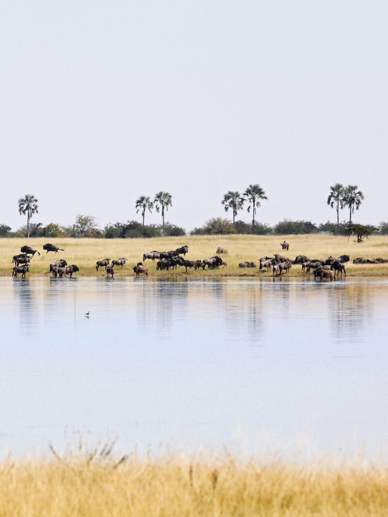 A herd of wildebeest standing by a body of water under a bright sky with palm trees in the distance.