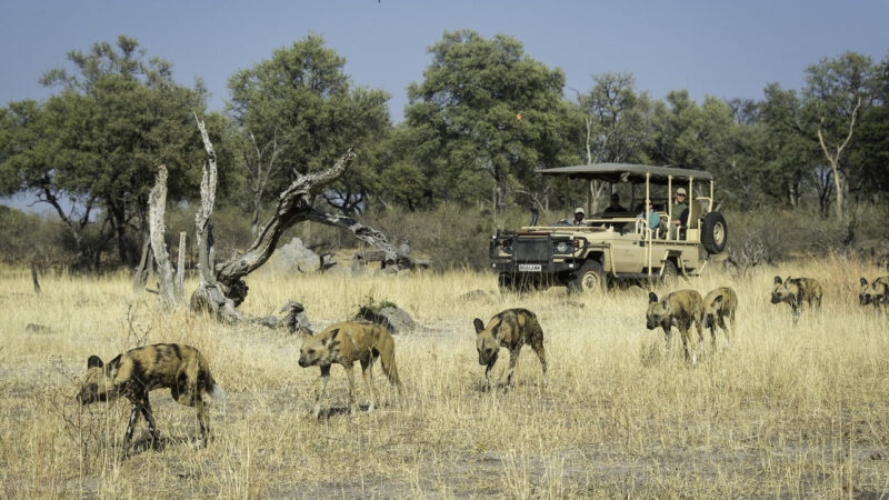 African painted dogs walking in a line through tall grass with a safari vehicle in the background.