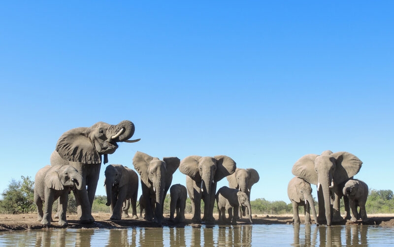 A group of elephants drinking at a waterhole with a bright blue sky in the background.