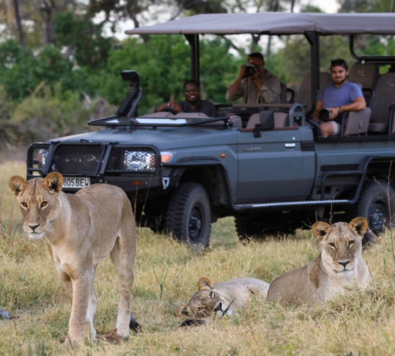 Three lionesses in dry grass with tourists in a safari vehicle watching them in the background.