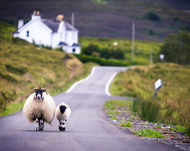 Two domestic sheep, one large with horns, walk on a paved road with a white farmhouse and green hills behind. Perfect for luxury Scotland trips.
