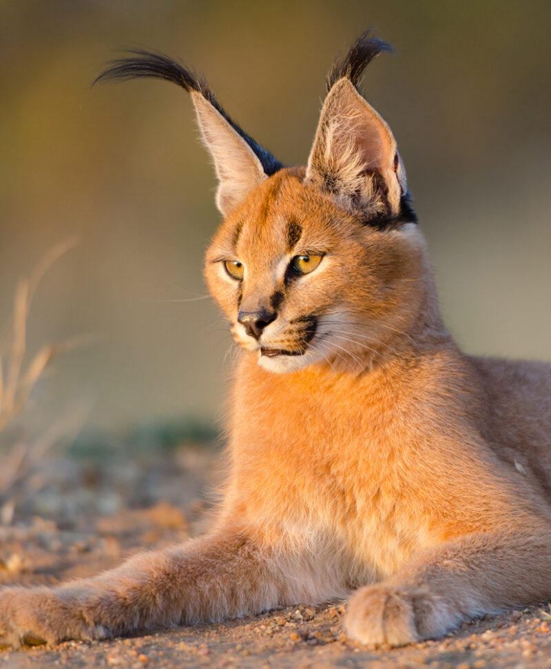 A close-up shot of a caracal, a wildcat with tufted ears and reddish-brown fur, lying down on the ground outdoors.