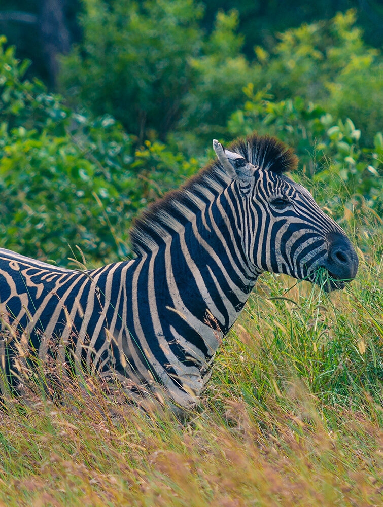 A side profile close-up of a zebra grazing in tall green and brown grasses, with dense green vegetation behind it.