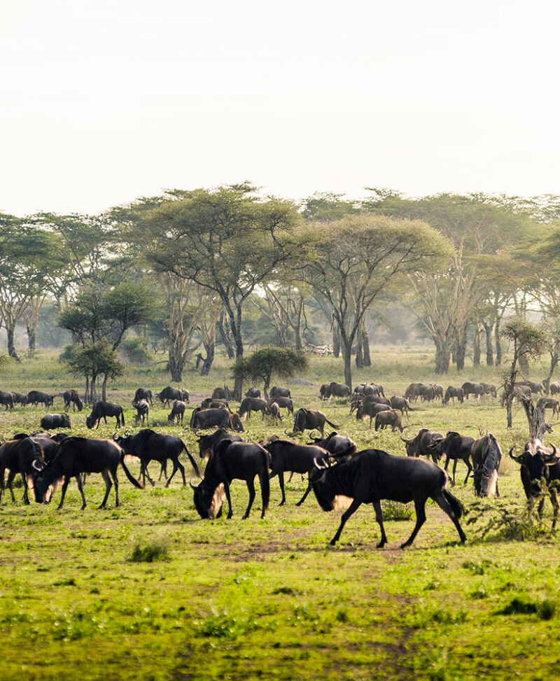 A herd of wildebeest grazing in a green field during luxury Serengeti National Park holidays.