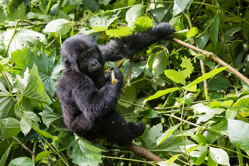 A young wild mountain gorilla in thick green forest leaves looking into the camera lens on a luxury Africa tour