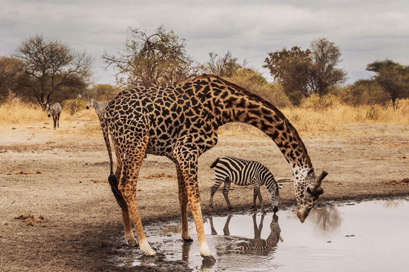 A wild giraffe and wild zebra drinking from a watering hole in Tanzania, with two more zebras standing behind against dry African wild grass on a luxury Africa tour