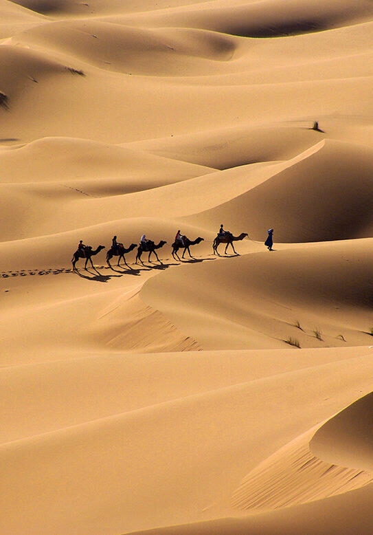 A camel train in a desert landscape on a luxury Africa trip