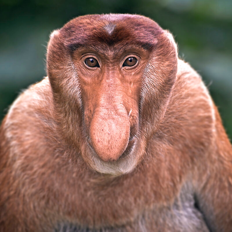 Close-up face of a proboscis monkey with its distinct large nose during luxury Borneo holidays.