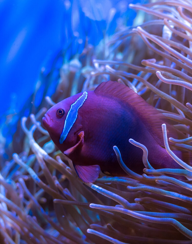 A bright purple fish with a blue stripe swimming in a sea anemone on luxury Borneo vacations.