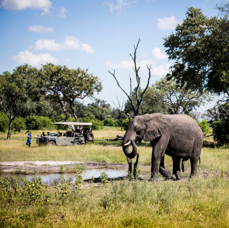 A large elephant near a waterhole with a safari vehicle and tourists in the background on luxury Okavango Delta safaris.