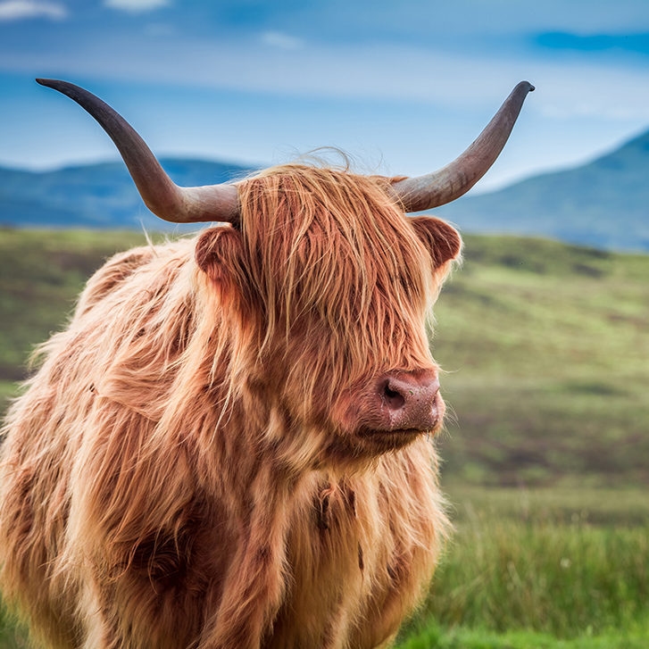 Furry highland cow in Isle of Skye, Scotland