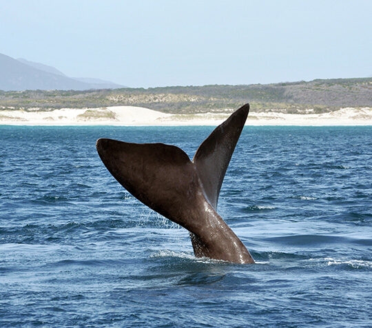 A whale's fluke rising out of the sea during luxury Cape Town vacations.