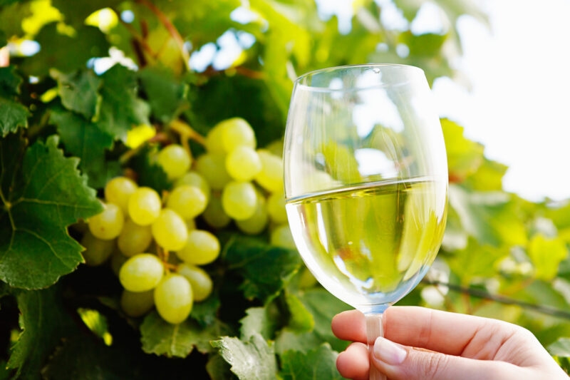 A glass of white wine held near ripening grapes on a vine during luxury Cape Town tours.