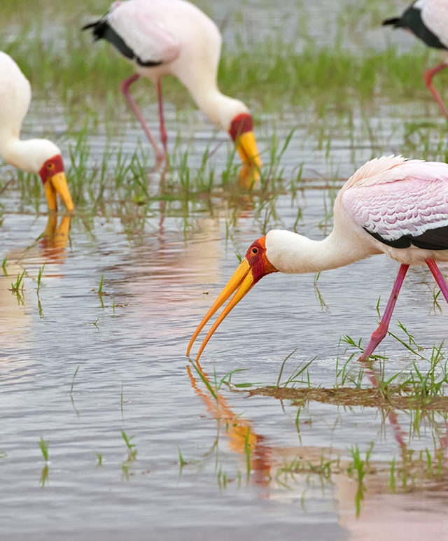African wading stork, Yellow billed stork (Wood stork, Wood ibis) foraging for fish in water at Lake Manyara, Tanzania, East Africa