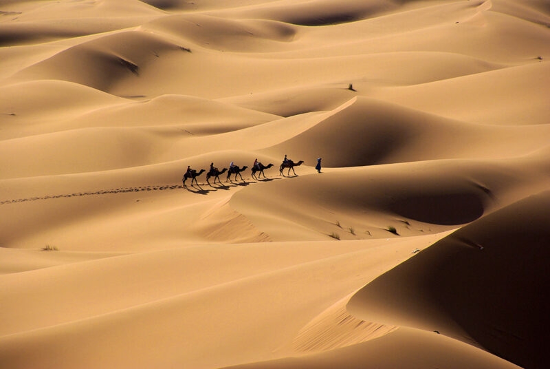 A camel train moving through sand dunes