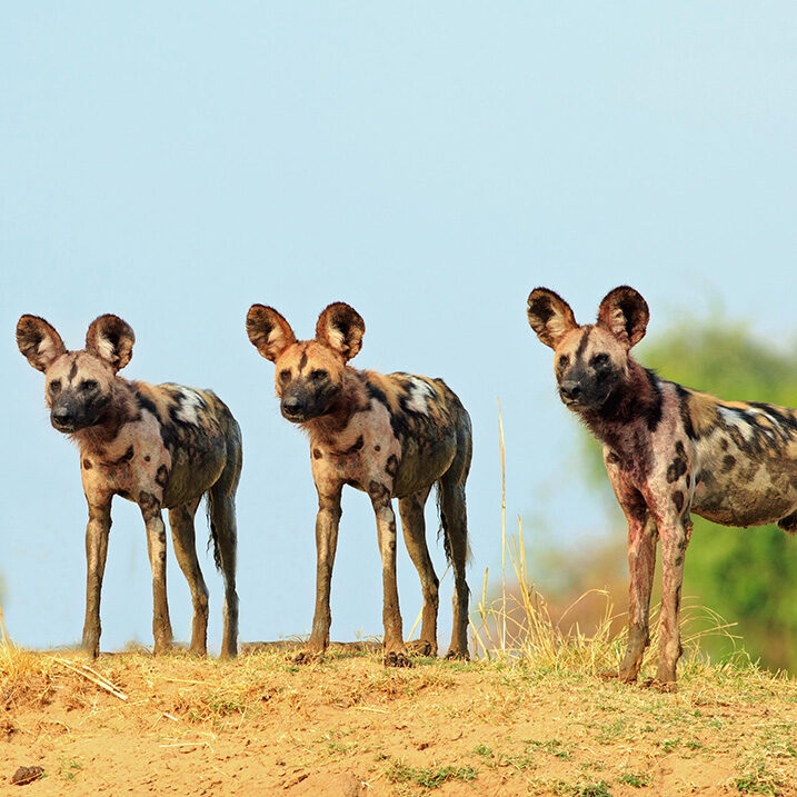 Three wild dogs standing and looking alert against a natural blue sky and bush background in South Lunagwa National Park, Zambia