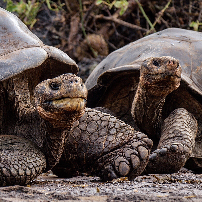 A pair of giant tortoises in the Galapagos, Ecuador